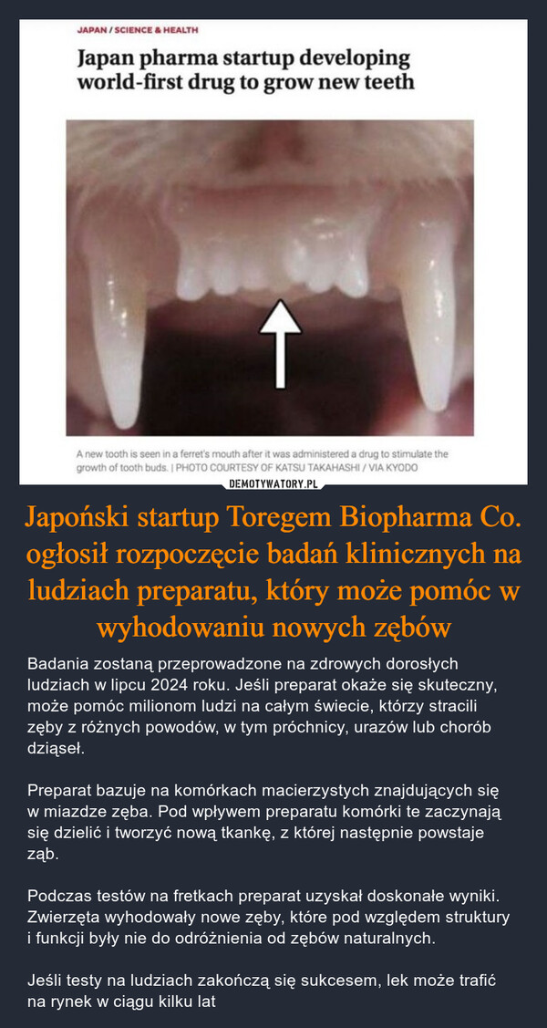 Japoński startup Toregem Biopharma Co. ogłosił rozpoczęcie badań klinicznych na ludziach preparatu, który może pomóc w wyhodowaniu nowych zębów – Badania zostaną przeprowadzone na zdrowych dorosłych ludziach w lipcu 2024 roku. Jeśli preparat okaże się skuteczny, może pomóc milionom ludzi na całym świecie, którzy stracili zęby z różnych powodów, w tym próchnicy, urazów lub chorób dziąseł.Preparat bazuje na komórkach macierzystych znajdujących się w miazdze zęba. Pod wpływem preparatu komórki te zaczynają się dzielić i tworzyć nową tkankę, z której następnie powstaje ząb.Podczas testów na fretkach preparat uzyskał doskonałe wyniki. Zwierzęta wyhodowały nowe zęby, które pod względem struktury i funkcji były nie do odróżnienia od zębów naturalnych.Jeśli testy na ludziach zakończą się sukcesem, lek może trafić na rynek w ciągu kilku lat JAPAN / SCIENCE & HEALTHJapan pharma startup developingworld-first drug to grow new teeth↑A new tooth is seen in a ferret's mouth after it was administered a drug to stimulate thegrowth of tooth buds. I PHOTO COURTESY OF KATSU TAKAHASHI / VIA KYODO