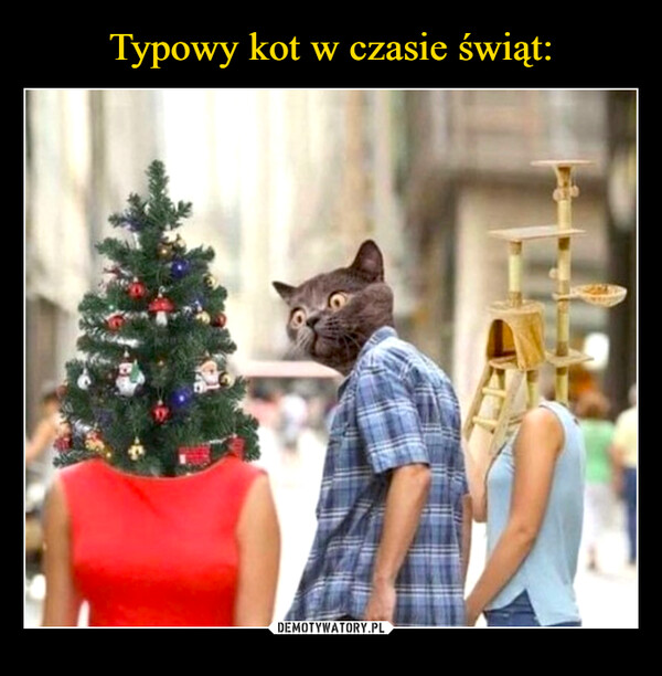 Typowy kot w czasie świąt: