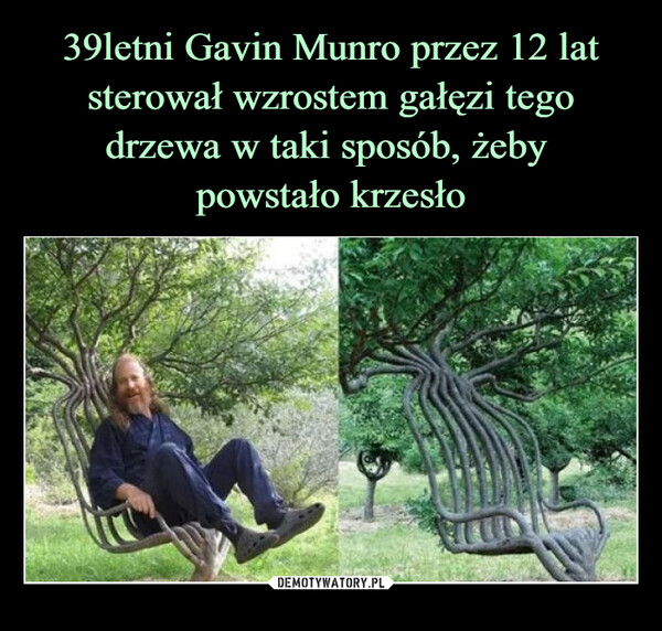 39letni Gavin Munro przez 12 lat sterował wzrostem gałęzi tego drzewa w taki sposób, żeby 
powstało krzesło