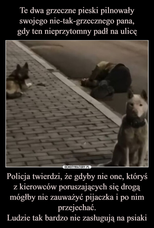 Policja twierdzi, że gdyby nie one, któryś z kierowców poruszających się drogą mógłby nie zauważyć pijaczka i po nim przejechać.Ludzie tak bardzo nie zasługują na psiaki –  