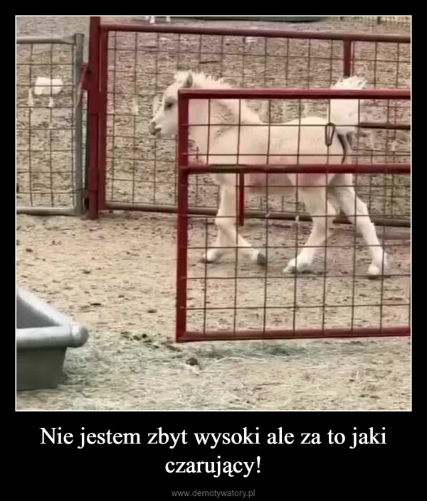 Nie jestem zbyt wysoki ale za to jaki czarujący! –  0:04