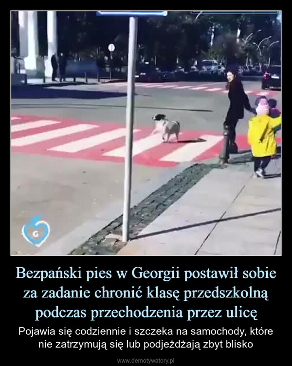 Bezpański pies w Georgii postawił sobie za zadanie chronić klasę przedszkolną podczas przechodzenia przez ulicę – Pojawia się codziennie i szczeka na samochody, które nie zatrzymują się lub podjeżdżają zbyt blisko 