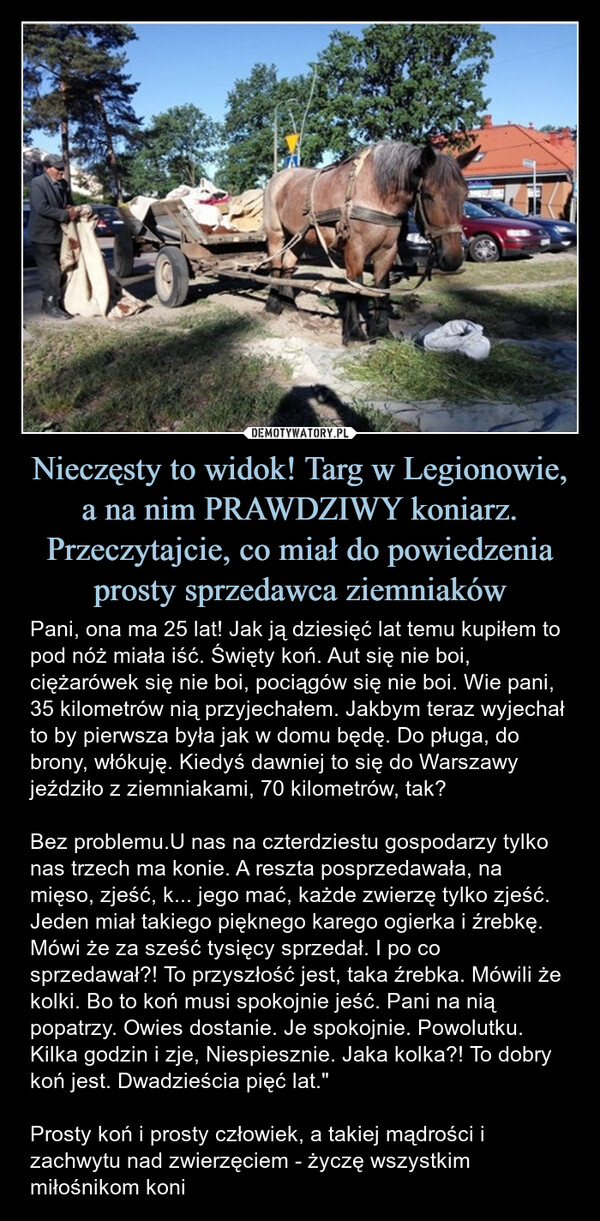 Nieczęsty to widok! Targ w Legionowie,a na nim PRAWDZIWY koniarz. Przeczytajcie, co miał do powiedzenia prosty sprzedawca ziemniaków – Pani, ona ma 25 lat! Jak ją dziesięć lat temu kupiłem to pod nóż miała iść. Święty koń. Aut się nie boi, ciężarówek się nie boi, pociągów się nie boi. Wie pani, 35 kilometrów nią przyjechałem. Jakbym teraz wyjechał to by pierwsza była jak w domu będę. Do pługa, do brony, włókuję. Kiedyś dawniej to się do Warszawy jeździło z ziemniakami, 70 kilometrów, tak?Bez problemu.U nas na czterdziestu gospodarzy tylko nas trzech ma konie. A reszta posprzedawała, na mięso, zjeść, k... jego mać, każde zwierzę tylko zjeść. Jeden miał takiego pięknego karego ogierka i źrebkę. Mówi że za sześć tysięcy sprzedał. I po co sprzedawał?! To przyszłość jest, taka źrebka. Mówili że kolki. Bo to koń musi spokojnie jeść. Pani na nią popatrzy. Owies dostanie. Je spokojnie. Powolutku. Kilka godzin i zje, Niespiesznie. Jaka kolka?! To dobry koń jest. Dwadzieścia pięć lat."Prosty koń i prosty człowiek, a takiej mądrości i zachwytu nad zwierzęciem - życzę wszystkim miłośnikom koni Pani, ona ma 25 lat! Jak ją dziesięć lat temu kupiłem to pod nóż miała iść. Święty koń. Aut się nie boi, ciężarówek się nie boi, pociągów się nie boi. Wie pani, 35 kilometrów nią przyjechałem. Jakbym teraz wyjechał to by pierwsza była jak w domu będę. Do pługa, do brony, włókuję. Kiedyś dawniej to się do Warszawy jeździło z ziemniakami, 70 kilometrów, tak?Bez problemu.U nas na czterdziestu gospodarzy tylko nas trzech ma konie. A reszta posprzedawała, na mięso, zjeść, k... jego mać, każde zwierzę tylko zjeść. Jeden miał takiego pięknego karego ogierka i źrebkę. Mówi że za sześć tysięcy sprzedał. I po co sprzedawał?! To przyszłość jest, taka źrebka. Mówili że kolki. Bo to koń musi spokojnie jeść. Pani na nią popatrzy. Owies dostanie. Je spokojnie. Powolutku. Kilka godzin i zje, Niespiesznie. Jaka kolka?! To dobry koń jest. Dwadzieścia pięć lat."Prosty koń i prosty człowiek, a takiej mądrości i zachwytu nad zwierzęciem - życzę wszystkim miłośnikom koni