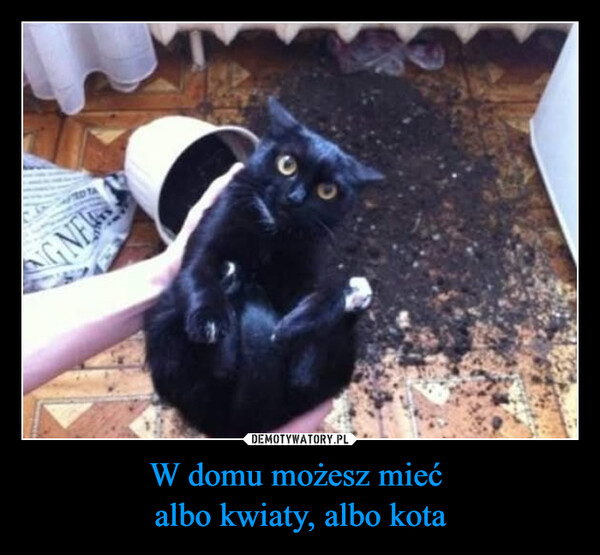 W domu możesz mieć albo kwiaty, albo kota –  G NEW