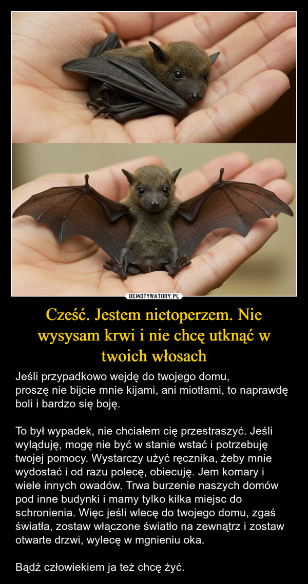 Cześć. Jestem nietoperzem. Nie wysysam krwi i nie chcę utknąć w twoich włosach – Jeśli przypadkowo wejdę do twojego domu,proszę nie bijcie mnie kijami, ani miotłami, to naprawdę boli i bardzo się boję.To był wypadek, nie chciałem cię przestraszyć. Jeśli wyląduję, mogę nie być w stanie wstać i potrzebuję twojej pomocy. Wystarczy użyć ręcznika, żeby mnie wydostać i od razu polecę, obiecuję. Jem komary i wiele innych owadów. Trwa burzenie naszych domów pod inne budynki i mamy tylko kilka miejsc do schronienia. Więc jeśli wlecę do twojego domu, zgaś światła, zostaw włączone światło na zewnątrz i zostaw otwarte drzwi, wylecę w mgnieniu oka.Bądź człowiekiem ja też chcę żyć. 